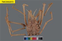 藏品(羚羊密刺蟹)的圖片